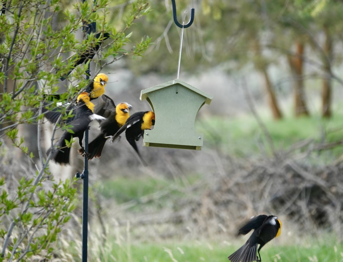 Yellow-headed Blackbird - Jill Punches