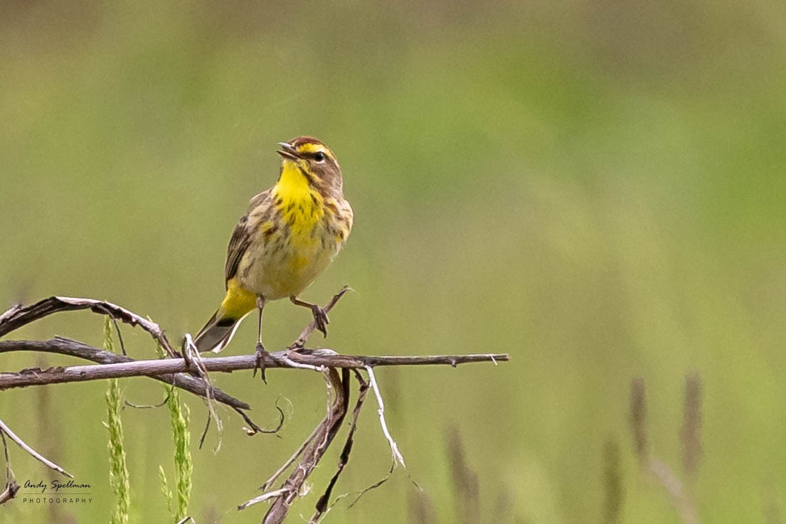 Palm Warbler - Andy Spellman