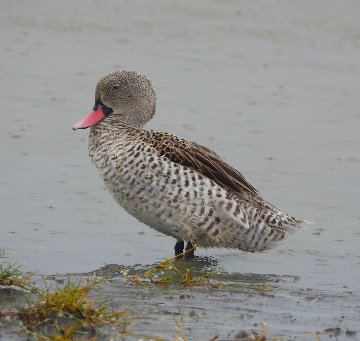 Cape Teal - Lynn Scarlett