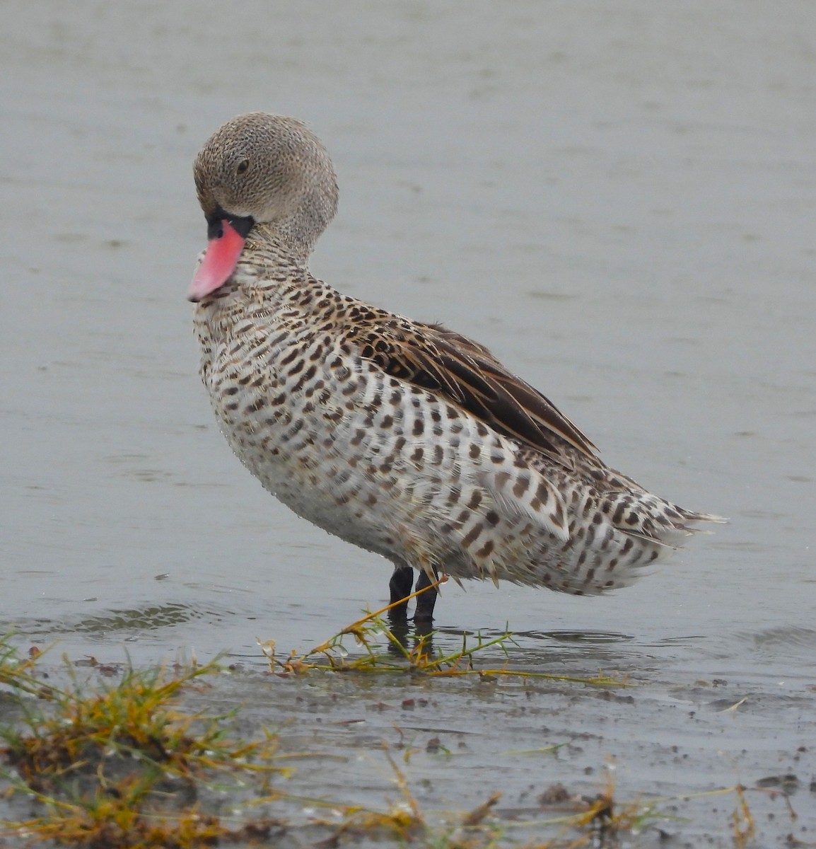 Cape Teal - Lynn Scarlett