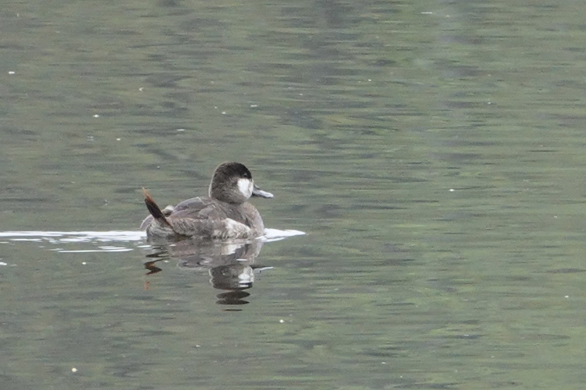 Ruddy Duck - ML618293579