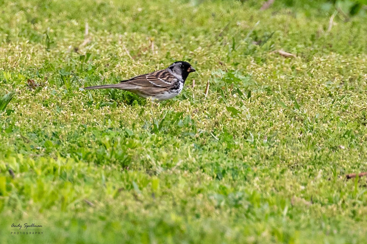 Harris's Sparrow - ML618293584