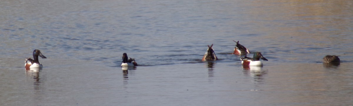 Northern Shoveler - Patricia  Stuckey