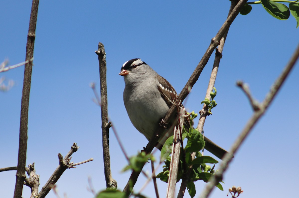 White-crowned Sparrow - ML618293615