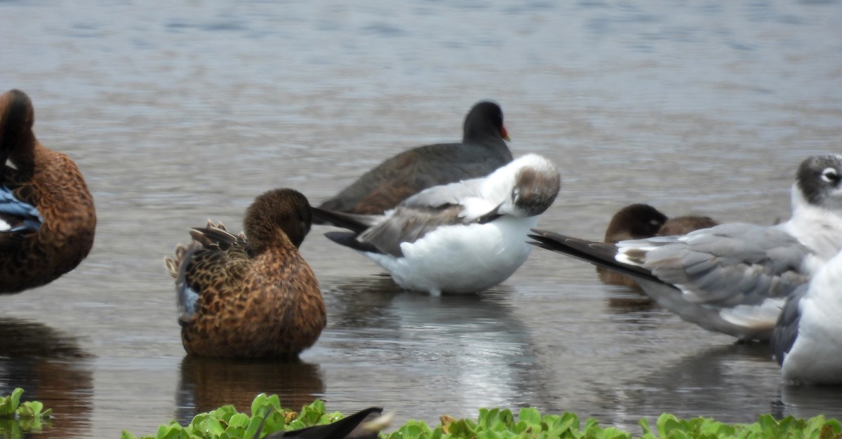 Franklin's Gull - Fernando Angulo - CORBIDI