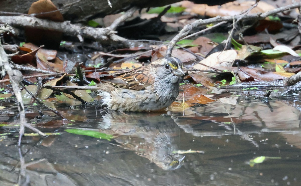 White-throated Sparrow - ML618293630
