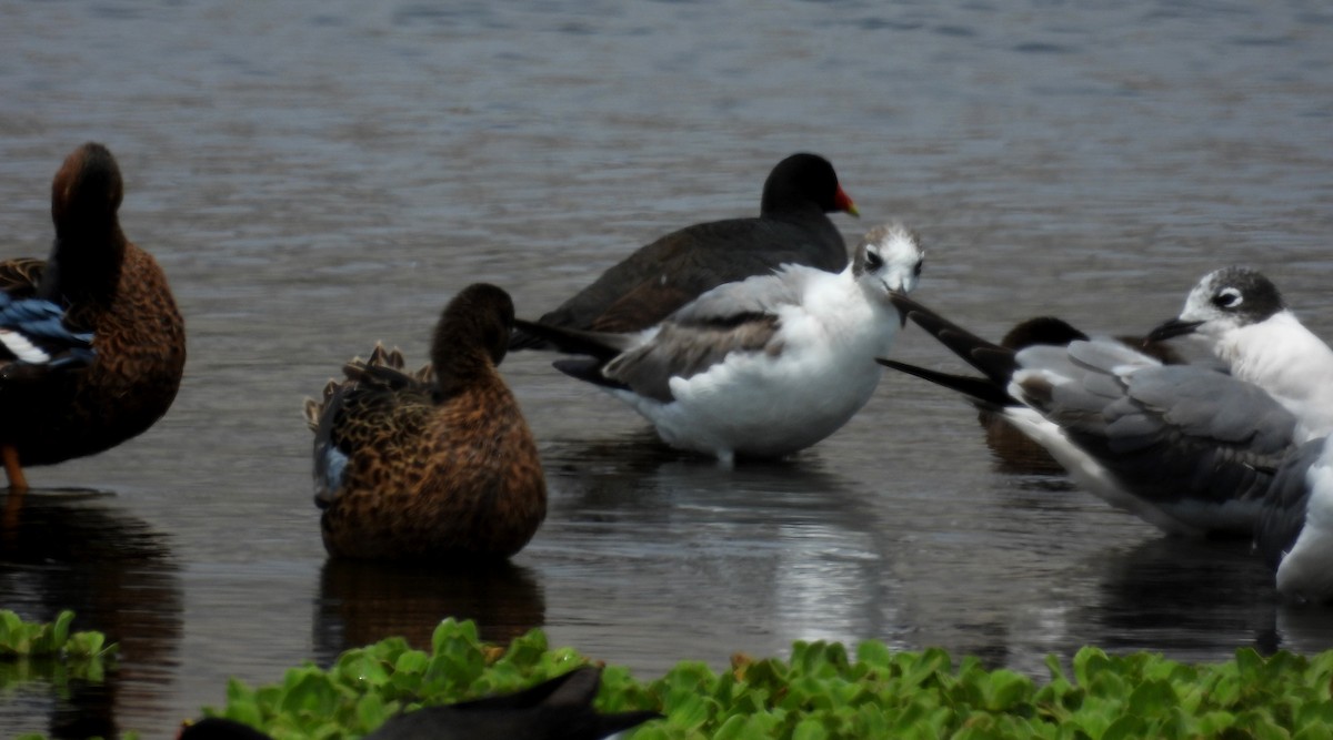 Common Gallinule - Fernando Angulo - CORBIDI