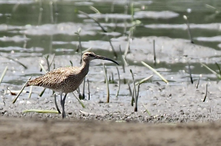 Whimbrel - 芳色 林