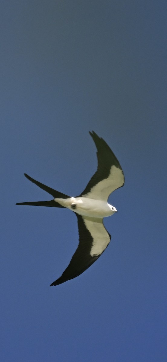 Swallow-tailed Kite - Deborah Penrose