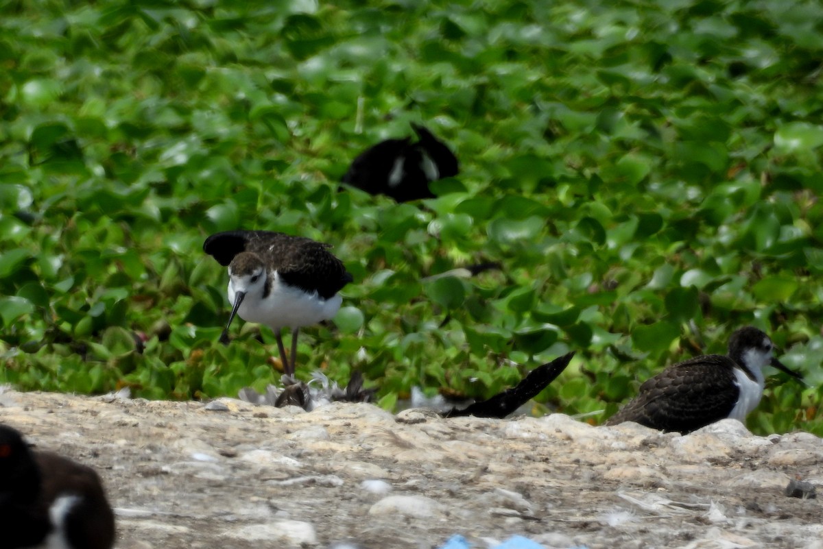 Black-necked Stilt - Fernando Angulo - CORBIDI