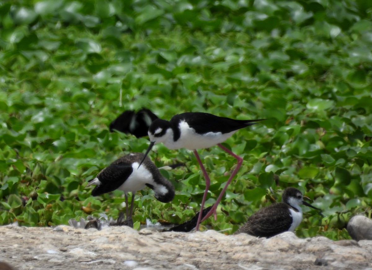 Black-necked Stilt - Fernando Angulo - CORBIDI