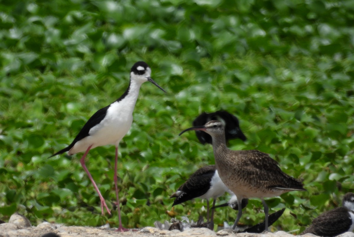 Black-necked Stilt - Fernando Angulo - CORBIDI