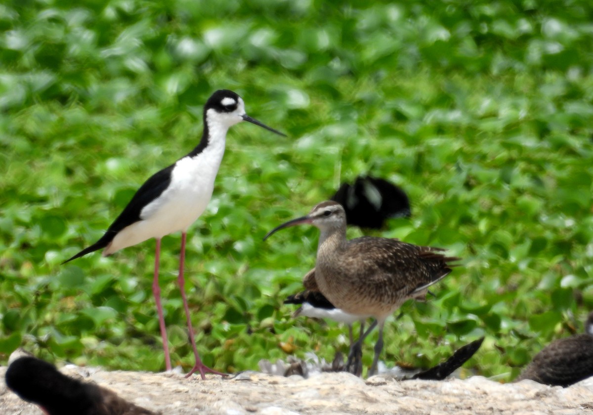 Black-necked Stilt - Fernando Angulo - CORBIDI