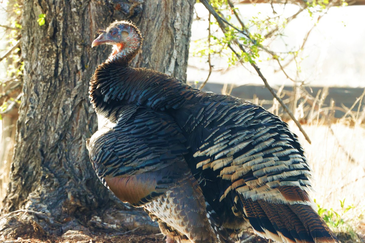 Wild Turkey - Risë Foster-Bruder