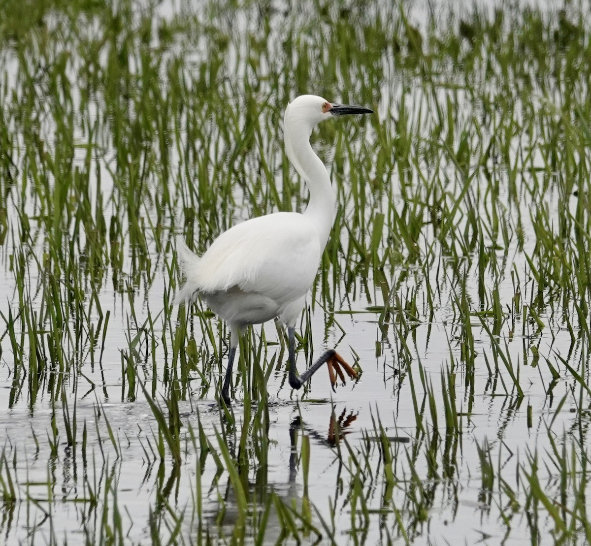 Snowy Egret - Jill Punches