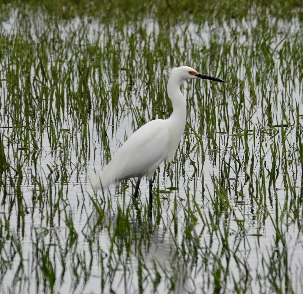 Snowy Egret - Jill Punches