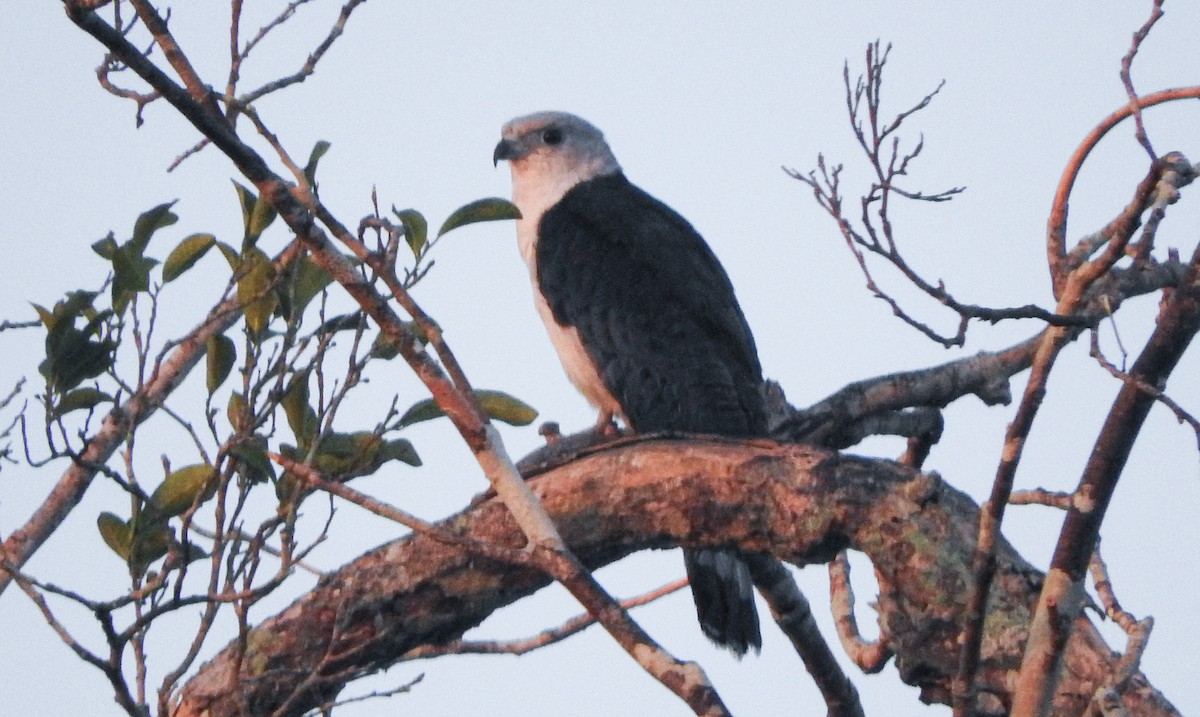 Gray-headed Kite - Anuar López