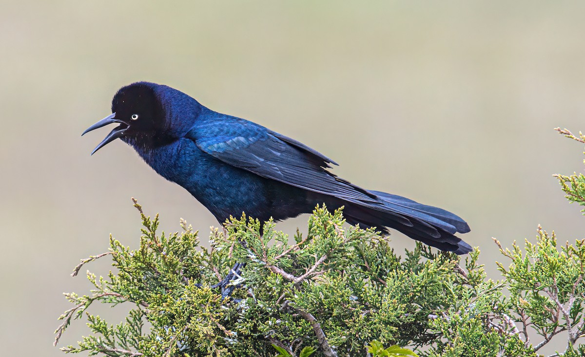 Boat-tailed Grackle - Bert Filemyr