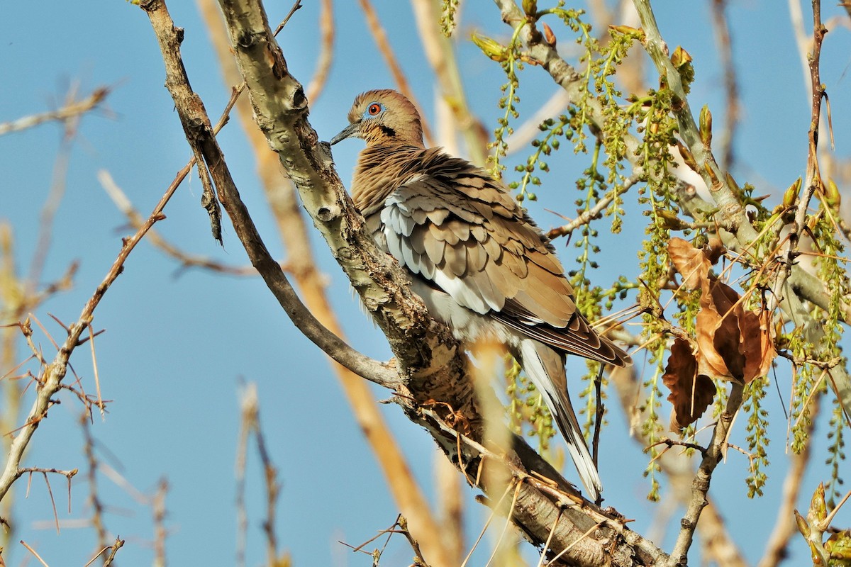 White-winged Dove - Risë Foster-Bruder