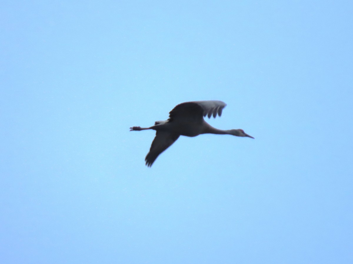 Sandhill Crane - Laura Burke