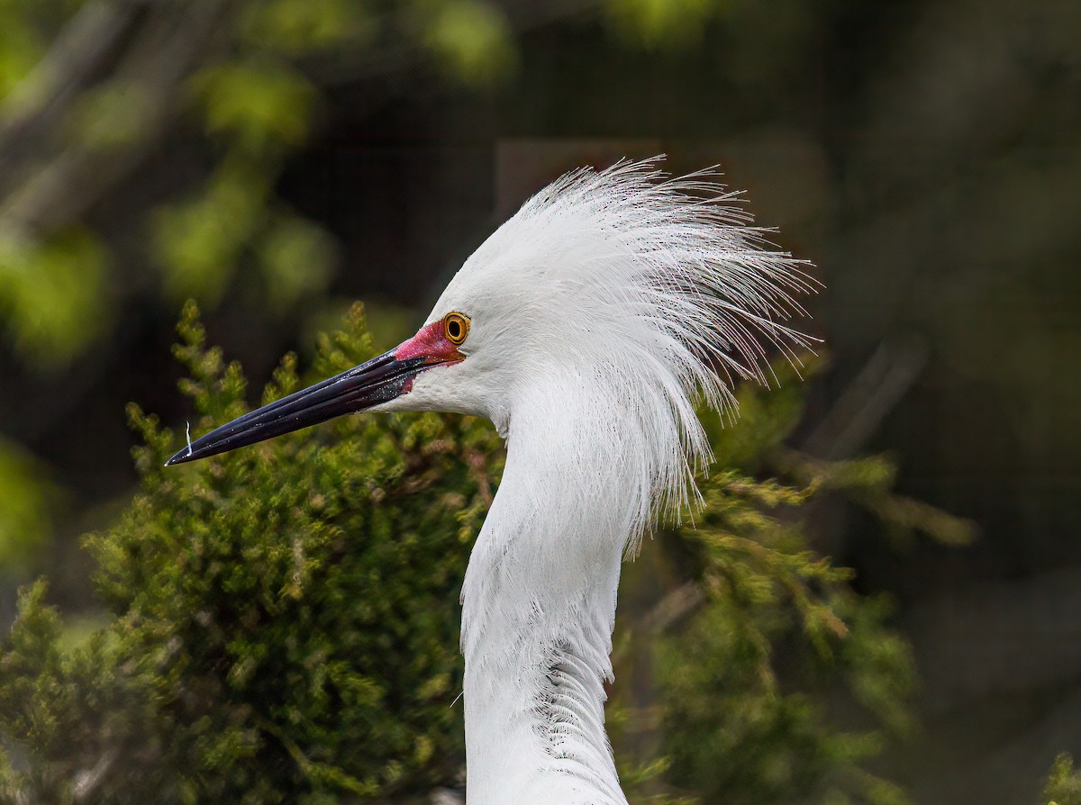 Snowy Egret - Bert Filemyr