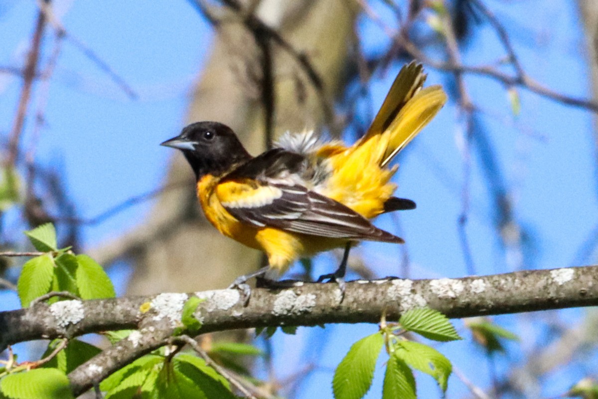 Baltimore Oriole - Laura Brown