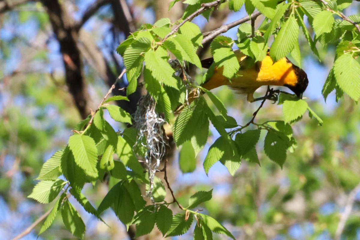 Baltimore Oriole - Laura Brown