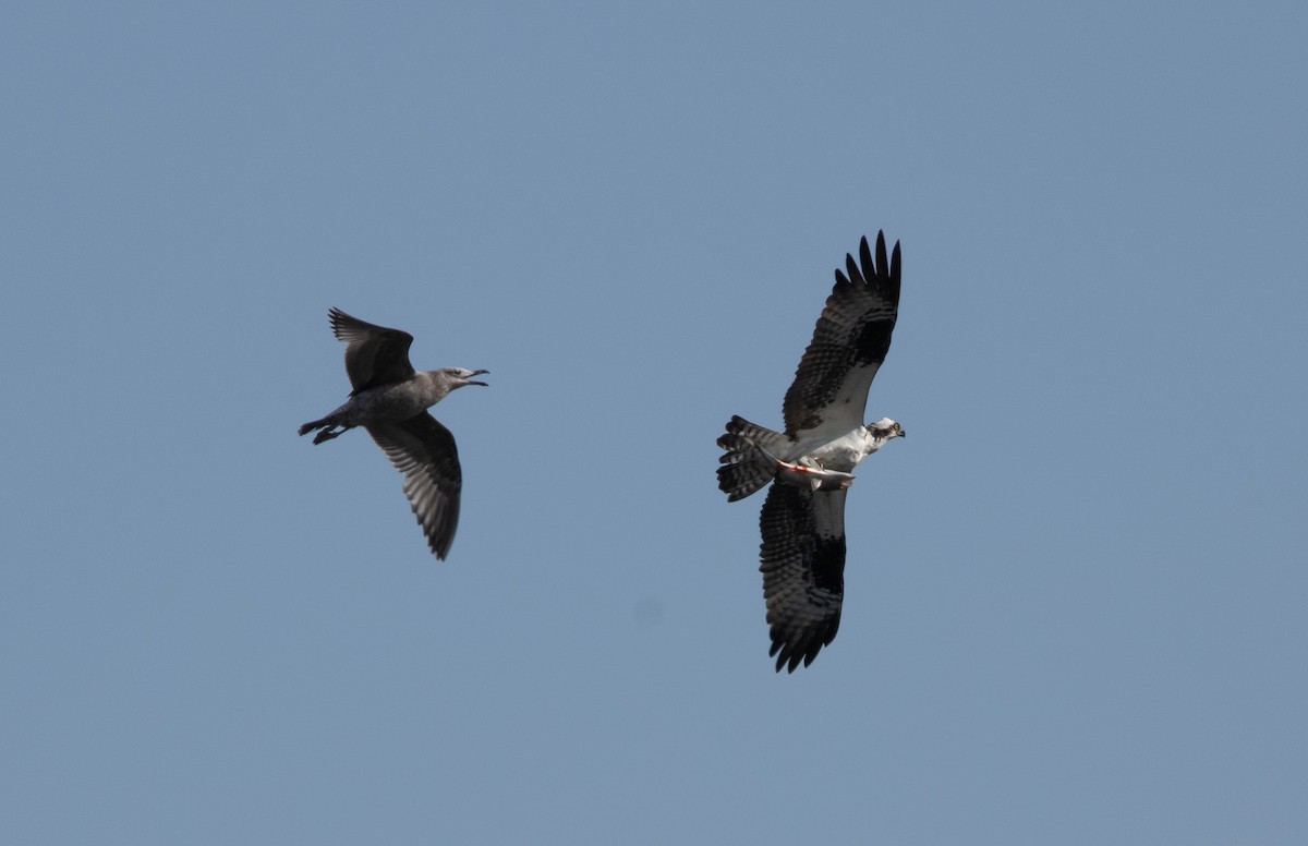 Osprey (carolinensis) - ML618293743