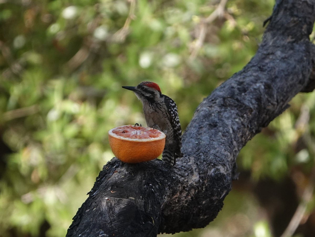 Ladder-backed Woodpecker - Danette Henderson