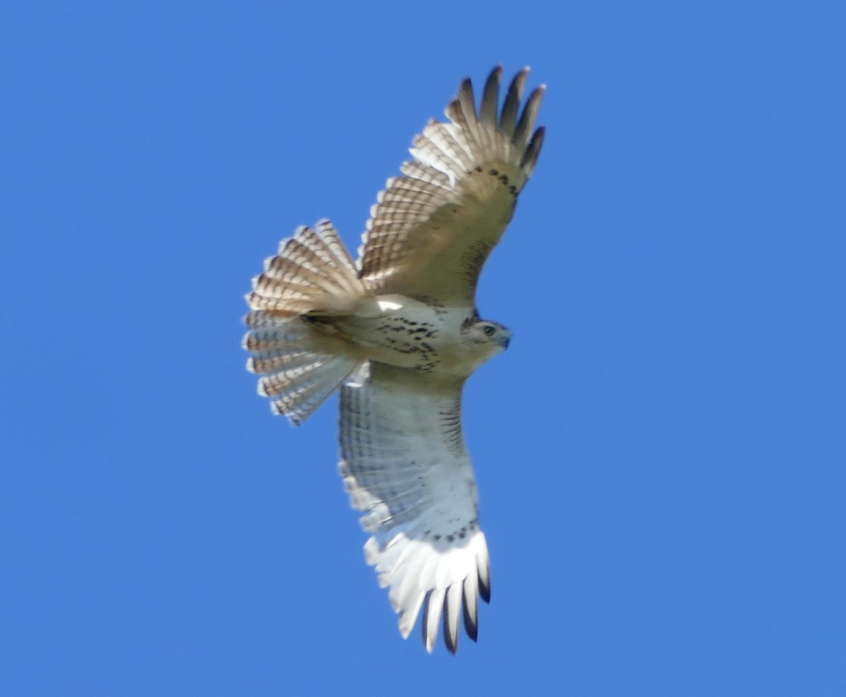 Red-tailed Hawk (Krider's) - ML618293748