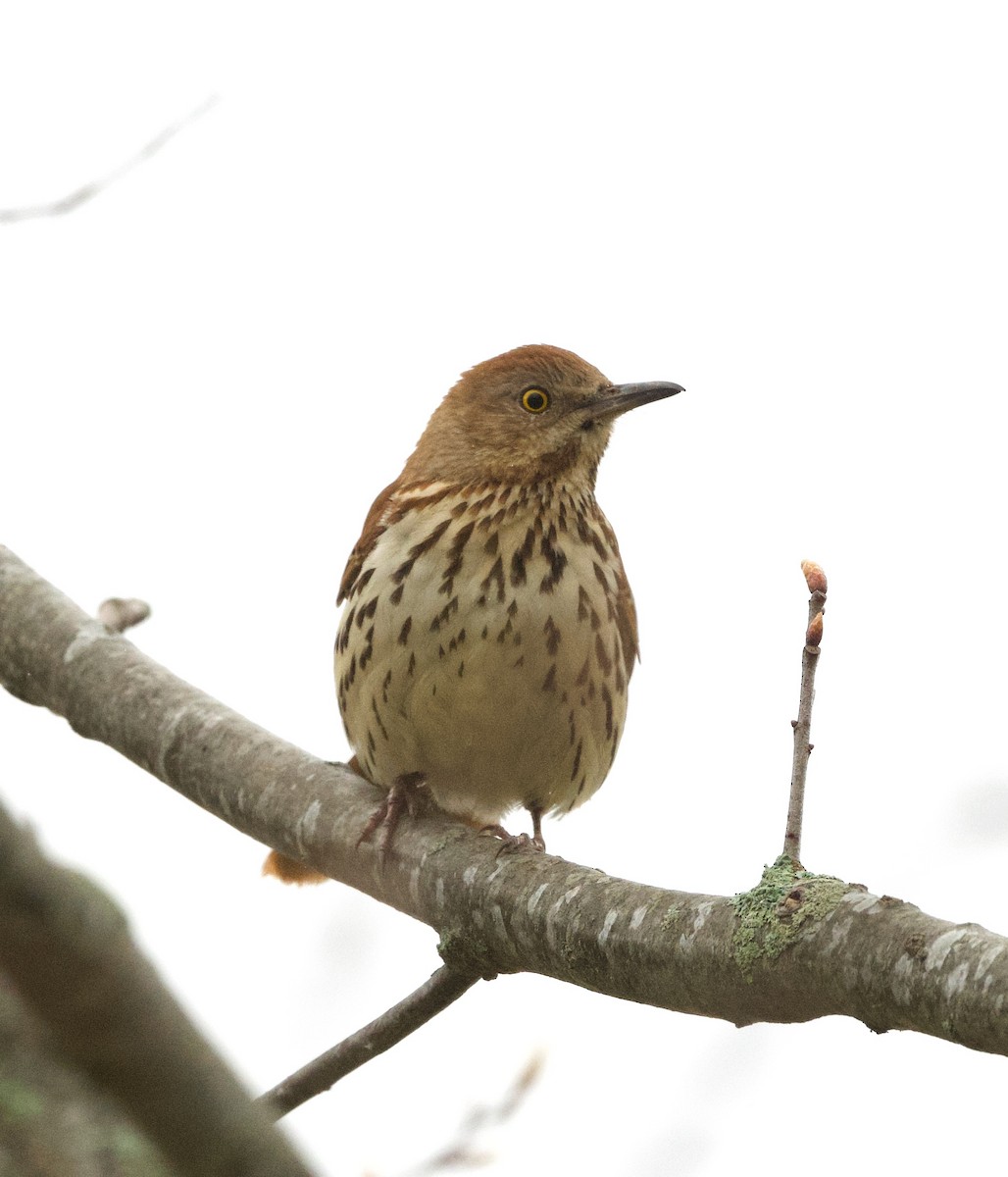 Brown Thrasher - Britney Fox