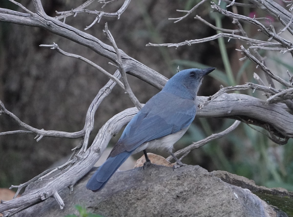 Mexican Jay (Arizona) - Danette Henderson