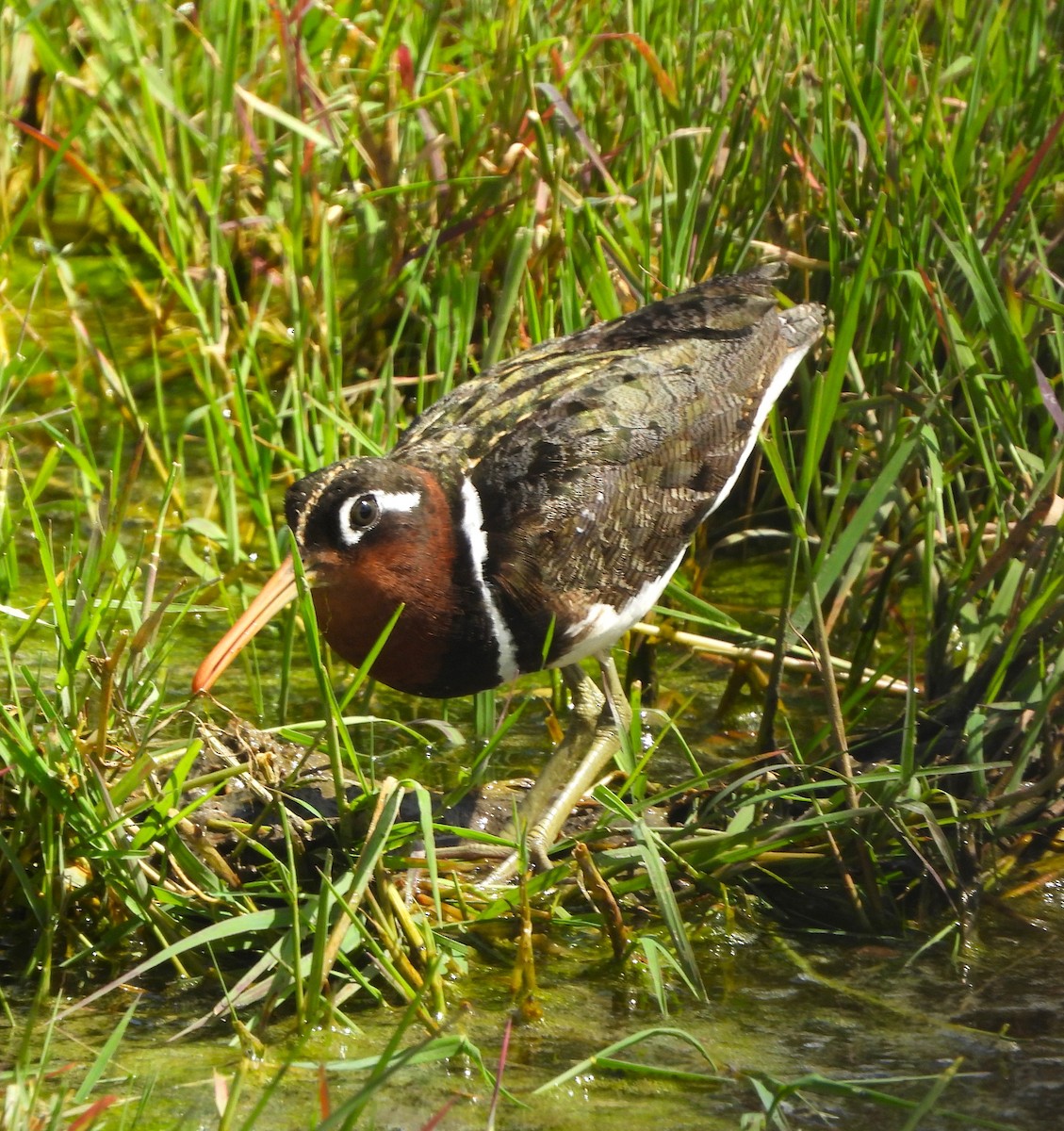 Greater Painted-Snipe - ML618293785