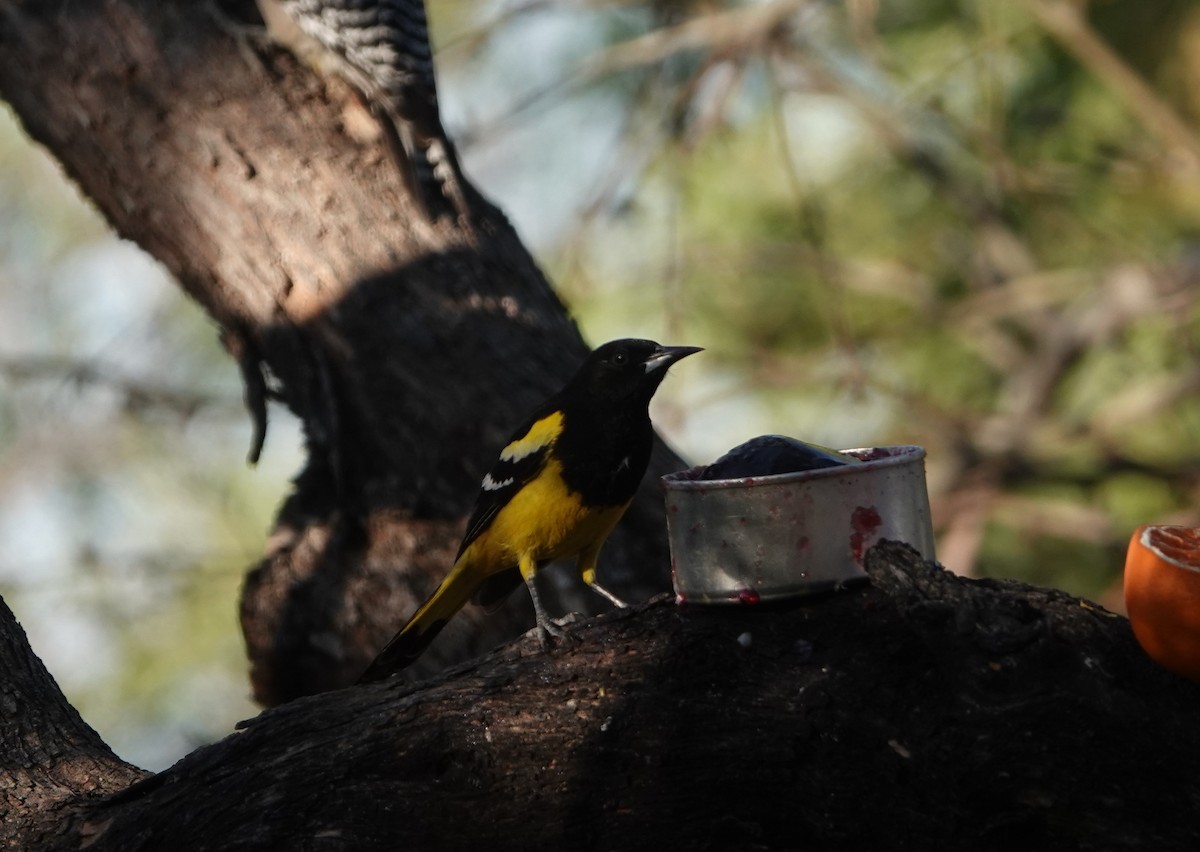 Scott's Oriole - Danette Henderson