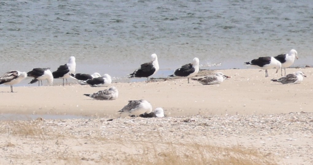 Ring-billed Gull - ML618293798