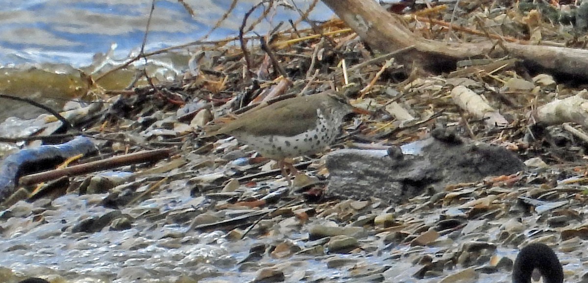 Spotted Sandpiper - Sharon Dewart-Hansen