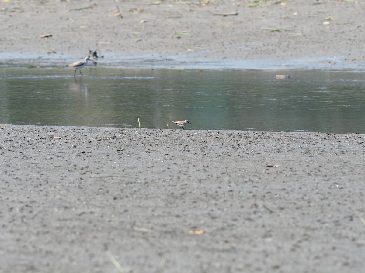 Broad-billed Sandpiper - 芳色 林