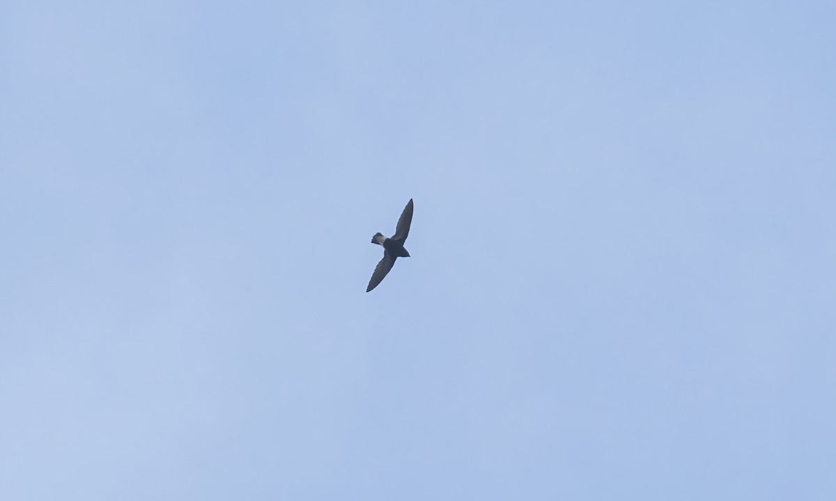 Purple Needletail - Paul Fenwick