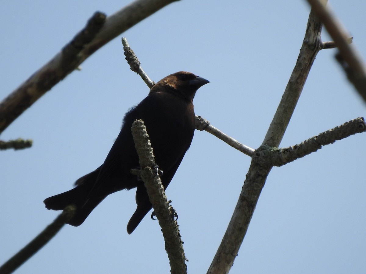 Brown-headed Cowbird - Ron Marek