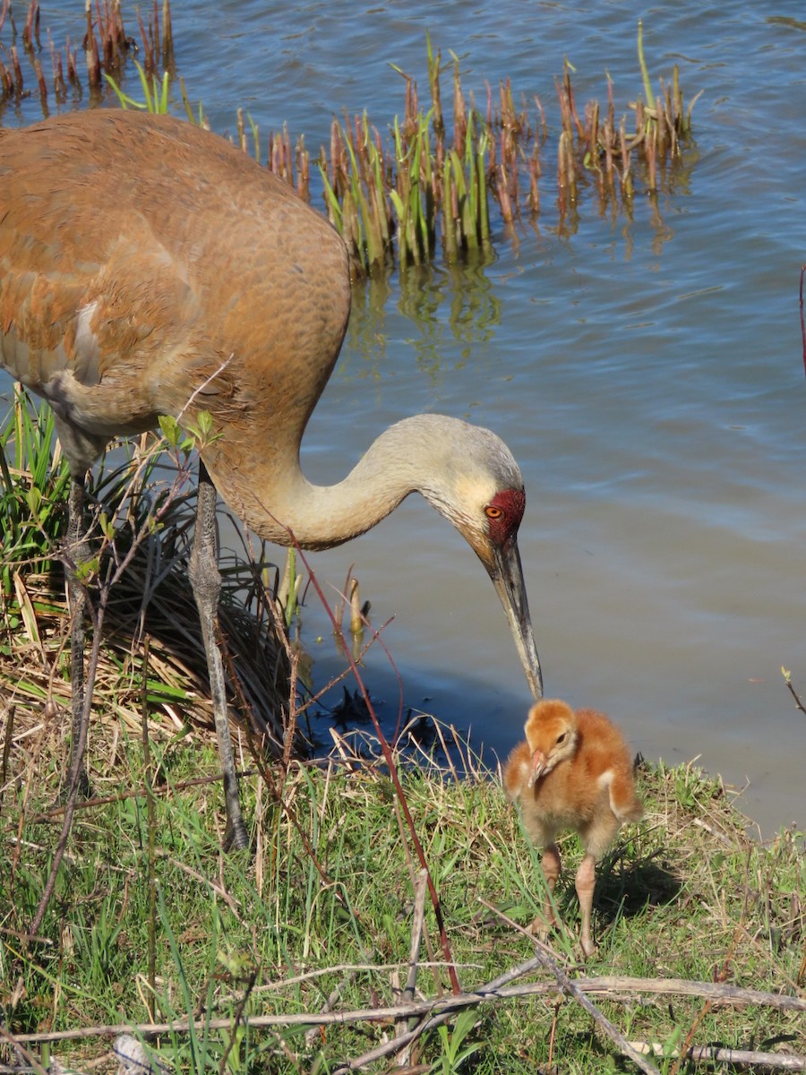 Sandhill Crane - Susan Maloney