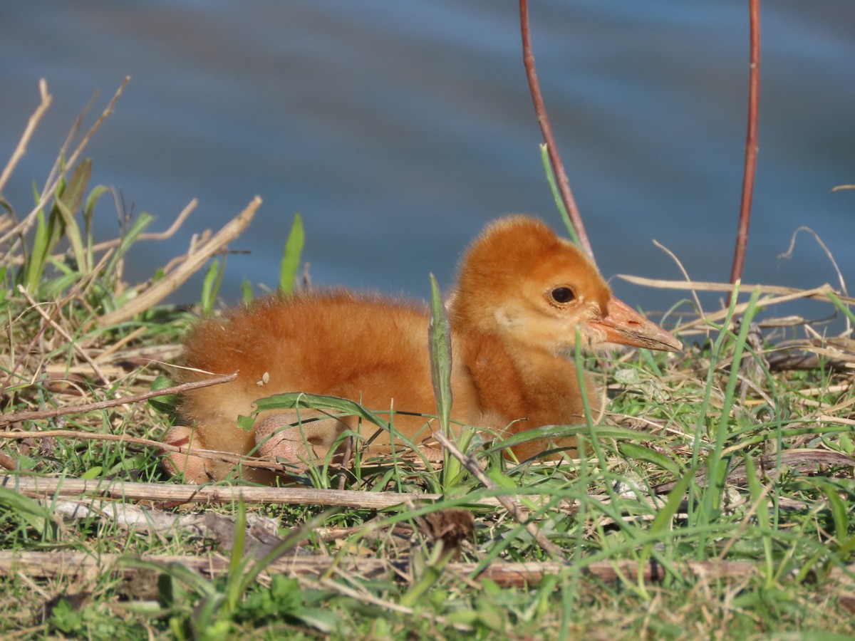 Sandhill Crane - Susan Maloney