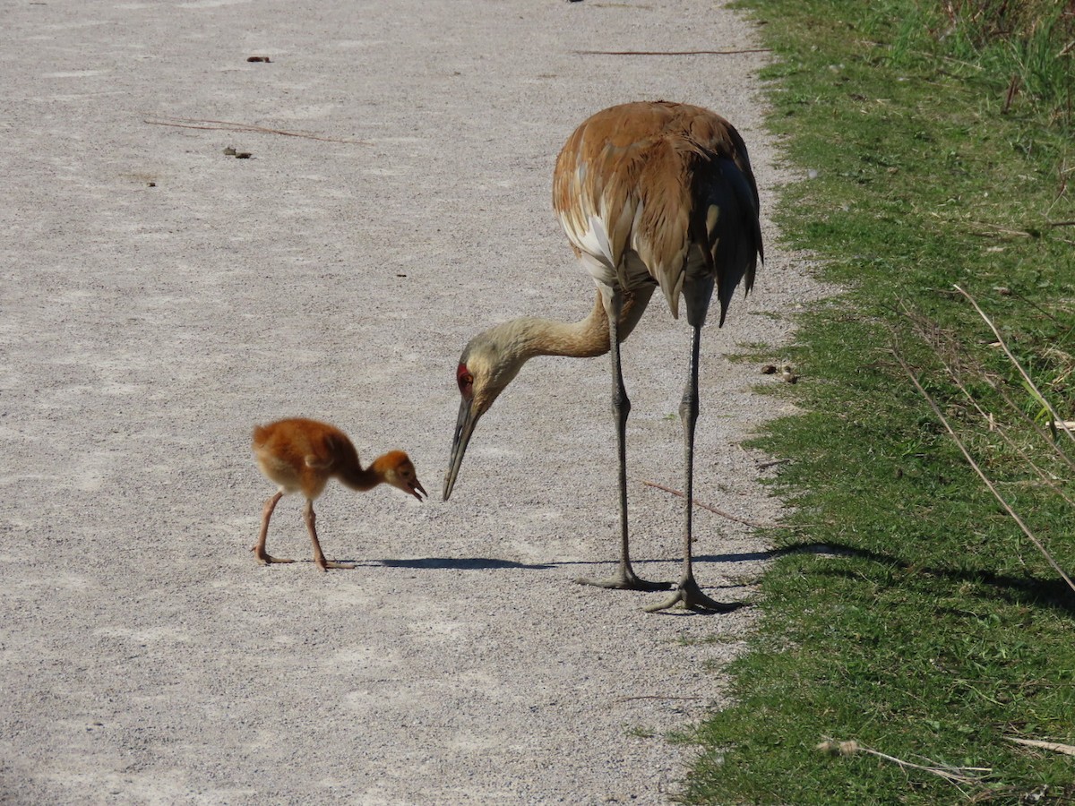 Sandhill Crane - Susan Maloney