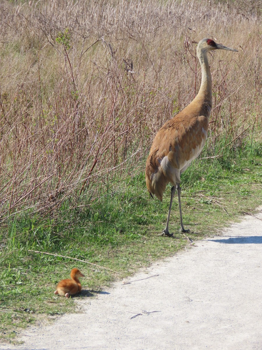 Sandhill Crane - Susan Maloney