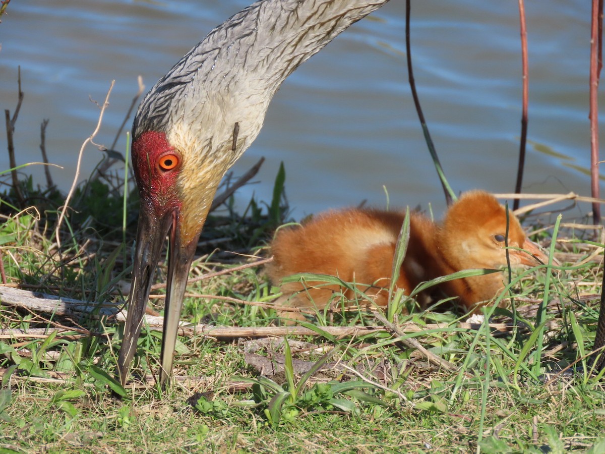 Sandhill Crane - Susan Maloney