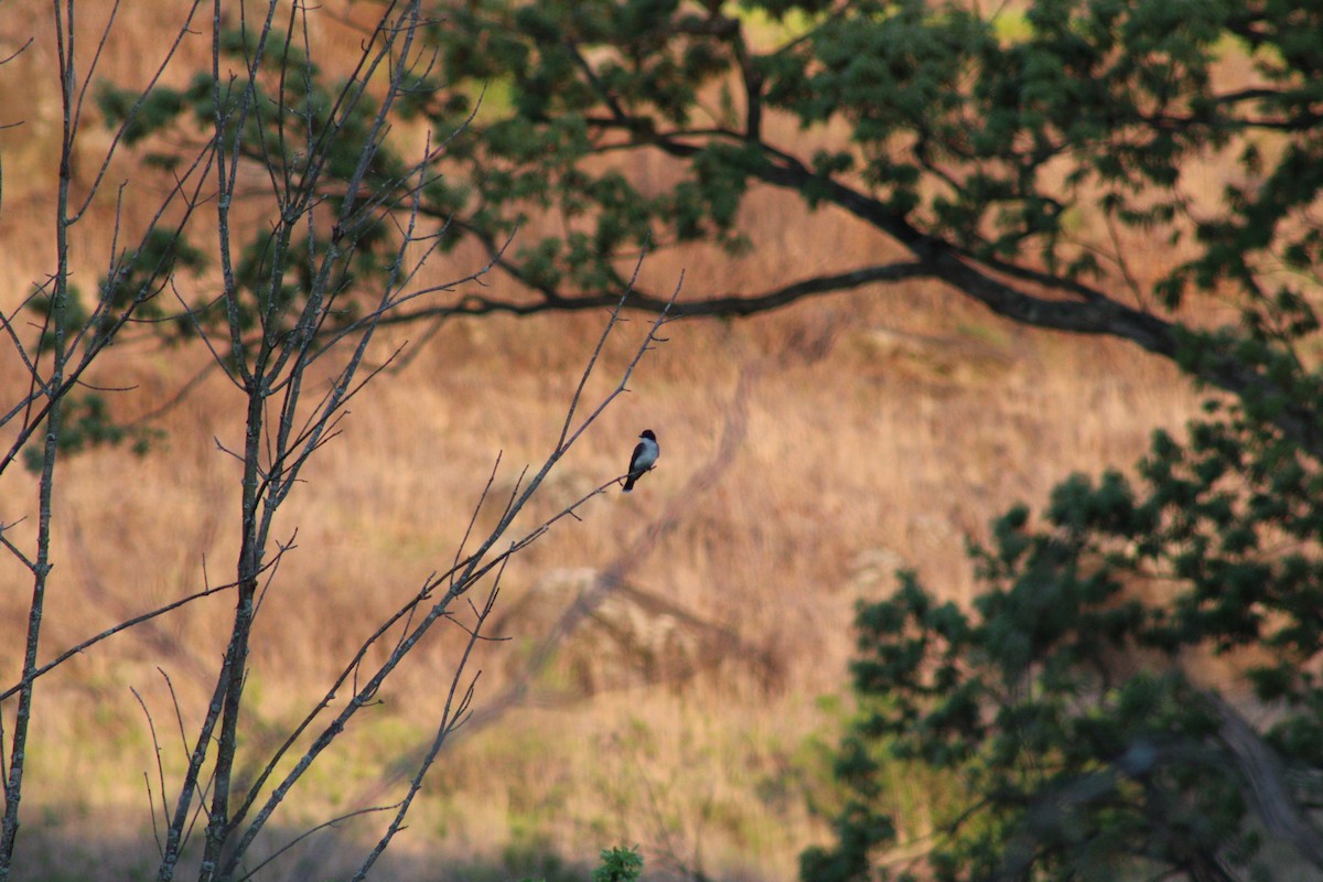 Eastern Kingbird - Brett Cales