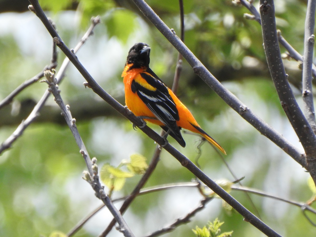 Baltimore Oriole - Ron Marek