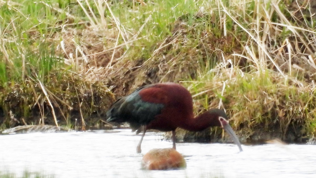 Ibis à face blanche - ML618293899