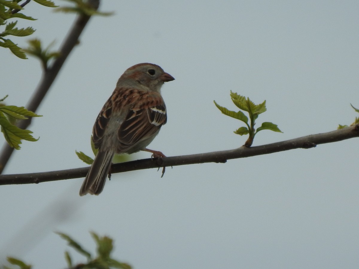 Field Sparrow - Ron Marek