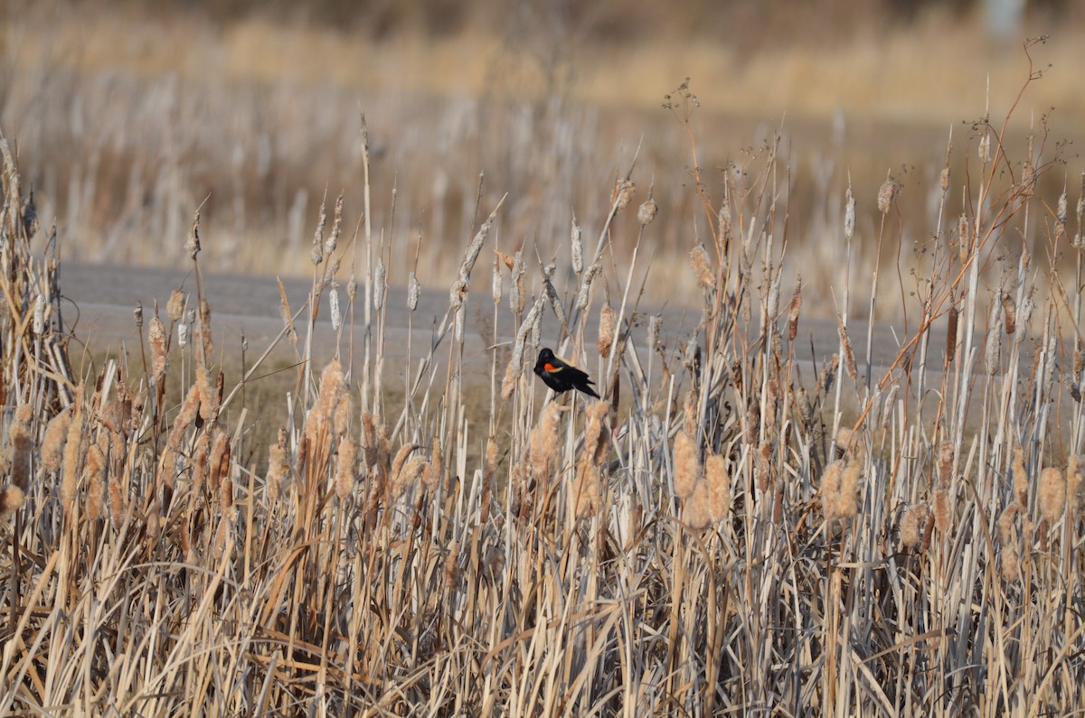 Red-winged Blackbird - Carmen Tavares