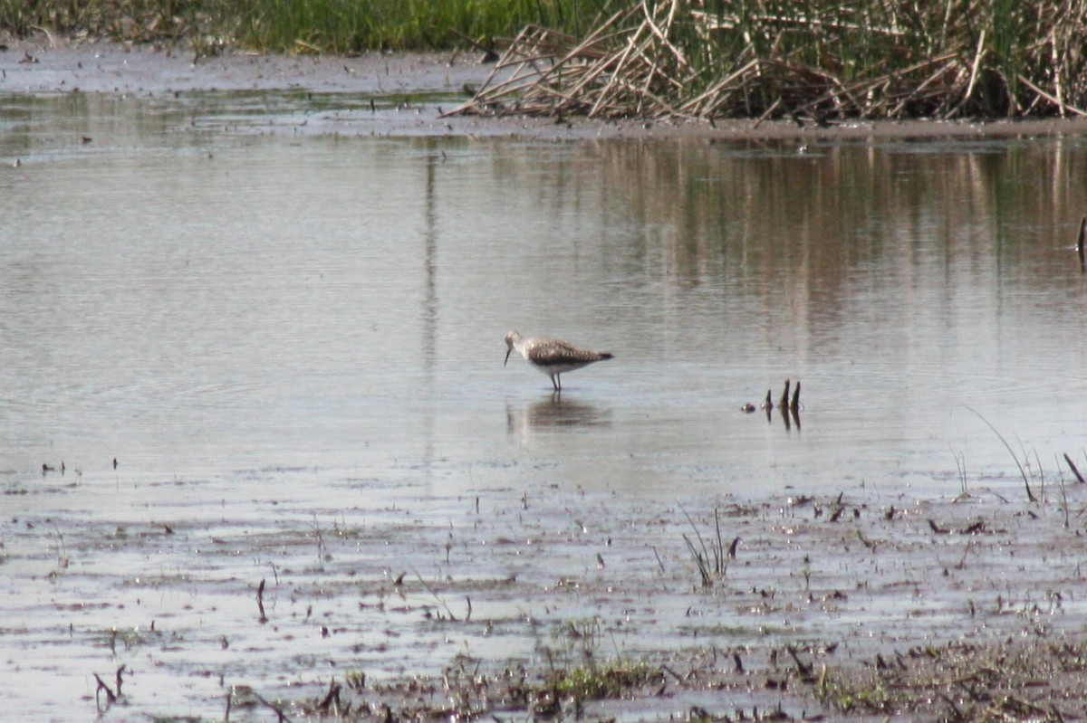 Lesser/Greater Yellowlegs - ML618293932